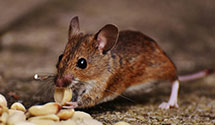 24 Hour & Emergency Exterminators in Alcot, SC